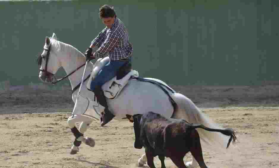 Caballos Toreros Madrid